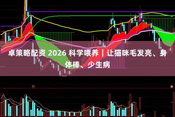 卓策略配资 2026 科学喂养｜让猫咪毛发亮、身体棒、少生病